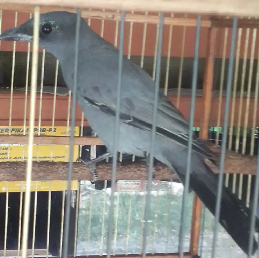 KEPODANG SUNGU LANGKA USIA TAHUNAN 1 JUTA FULSET