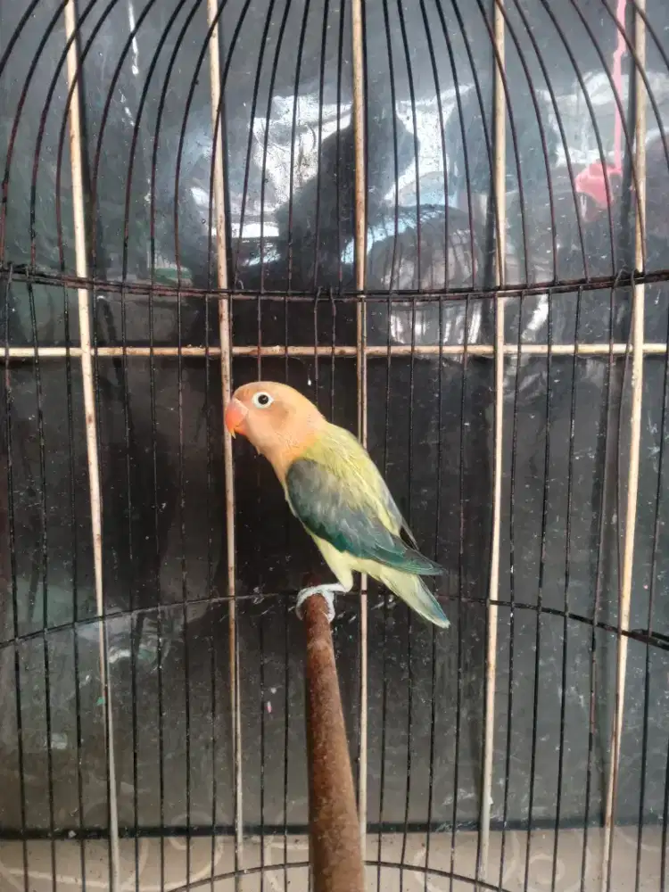 Lovebird biola aqua euwing homozigot