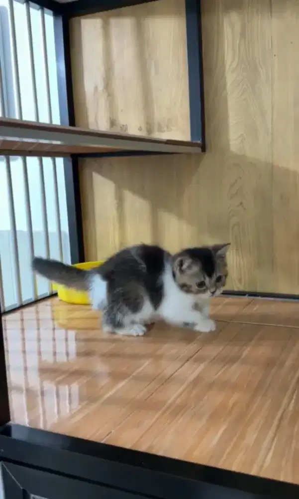 BSH jantan mix Scootish