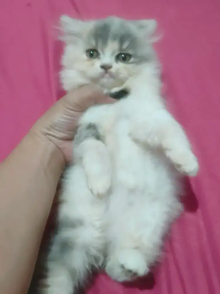 Kitten Persia 2.5 bulan