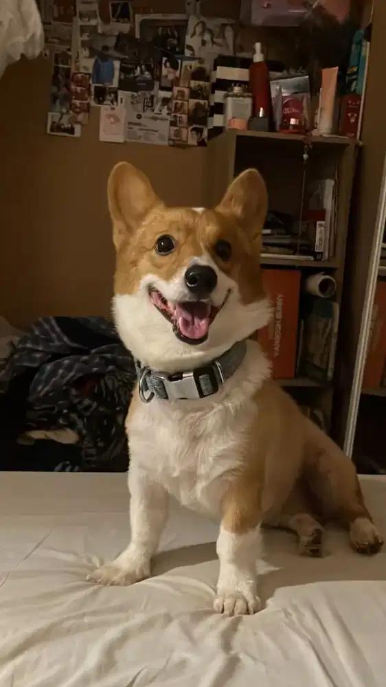 Pembroke Welsh Corgi