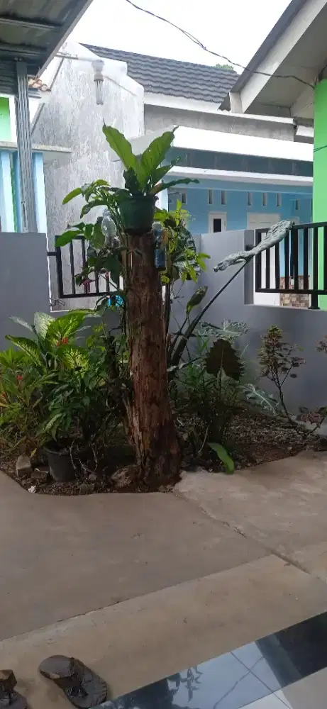 Trima jasa bersih2 kebun dan dll