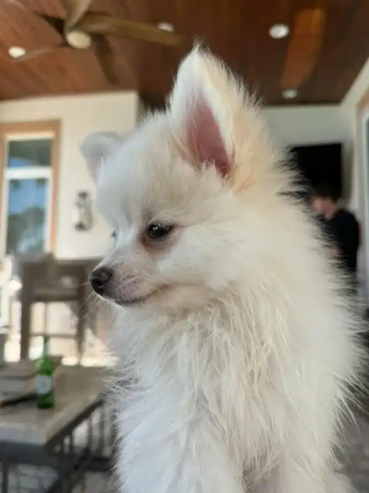 POMERANIAN JANTAN