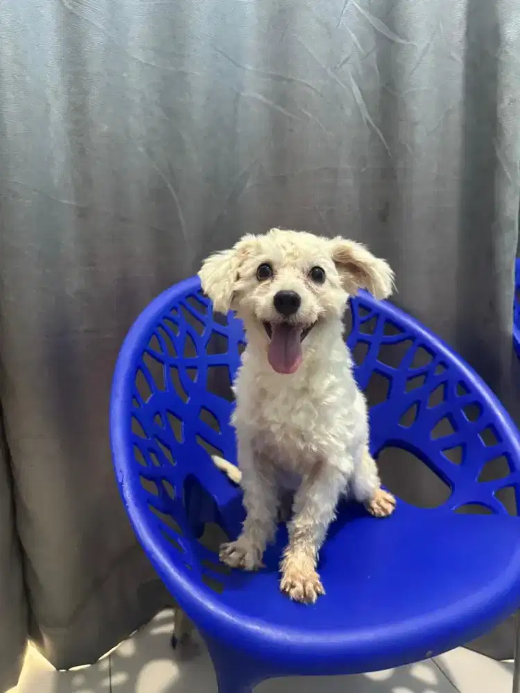 anak anjing maltese asli jantan non stb