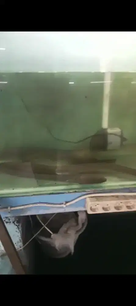 Ikan julit panjang 1.5 meter