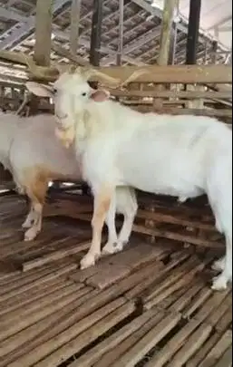 kambing hias saanen jantan FB 1,5 thn siap ternak piara koleksian unik