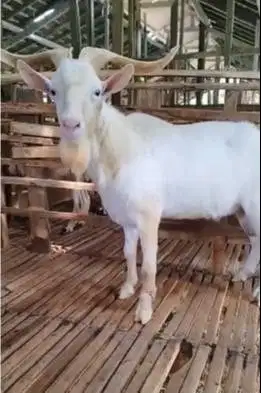 kambing hias saanen jantan FB 1,5 thn siap ternak piara koleksian unik