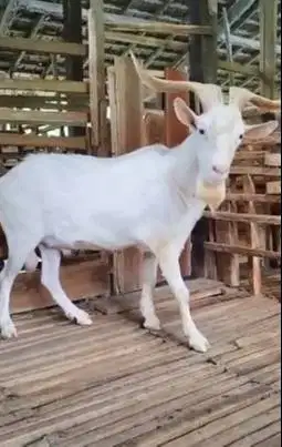 kambing hias saanen tanduk panjang 1,5 thn ganteng siap koleksi manteb
