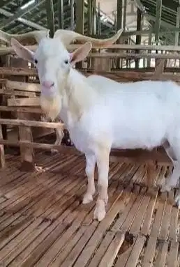 kambing hias saanen tanduk panjang 1,5 thn ganteng siap koleksi manteb