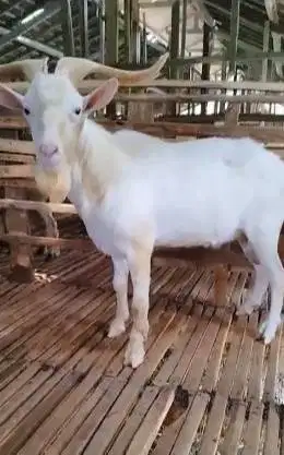 kambing jantan hias saanen 1,5 thn asli ori siap koleksian ganteng top