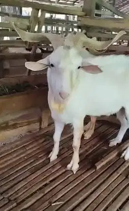kambing hias saanen jantan 1,5 thn siap koleksian hobby2an piara puas