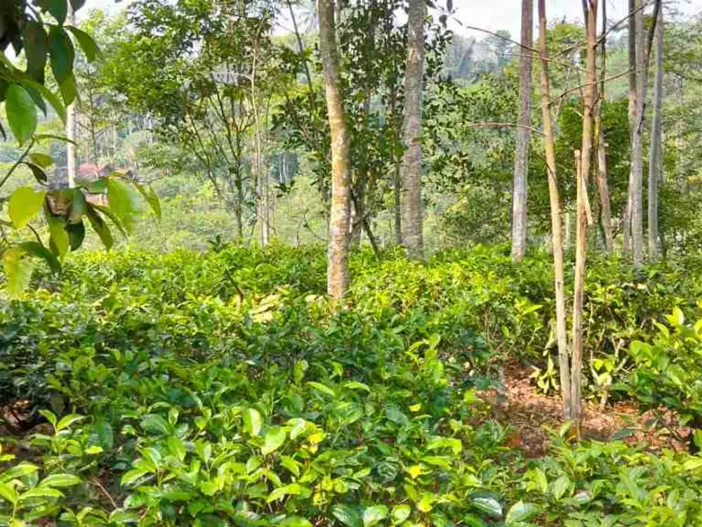 Dijual Murah Kebun Teh, Lt. 1600 m, Pinggir Jalan Mobil, Darangdan, Purwakarta.