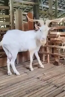 kambing hias jantan saanen 1,5 thn asli ori FB siap piara koleksian ok