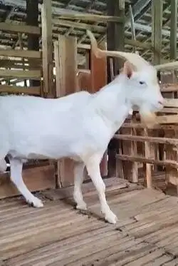 kambing hias saanen jantan 1,5 thn ganteng siap koleksian asli ori FB