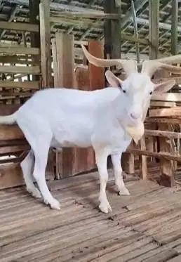 kambing hias saanen jantan 1,5 thn siap koleksian hobby2an ternak puas