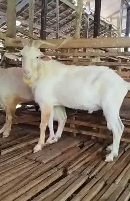 kambing hias saanen jantan 1,5 thn siap koleksian hobby2an ternak puas