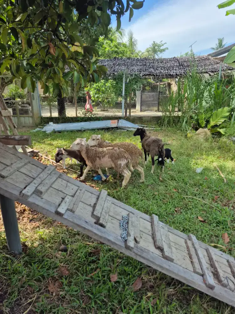 Domba Aqiqah Jantan