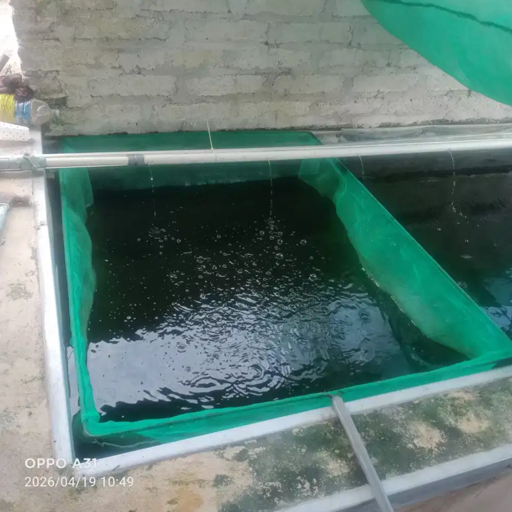 Bibit ikan lele,nila patin