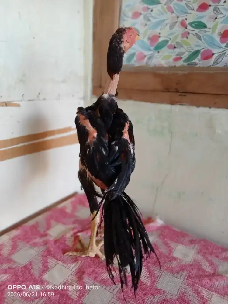 Ayam jantan ekor lidi