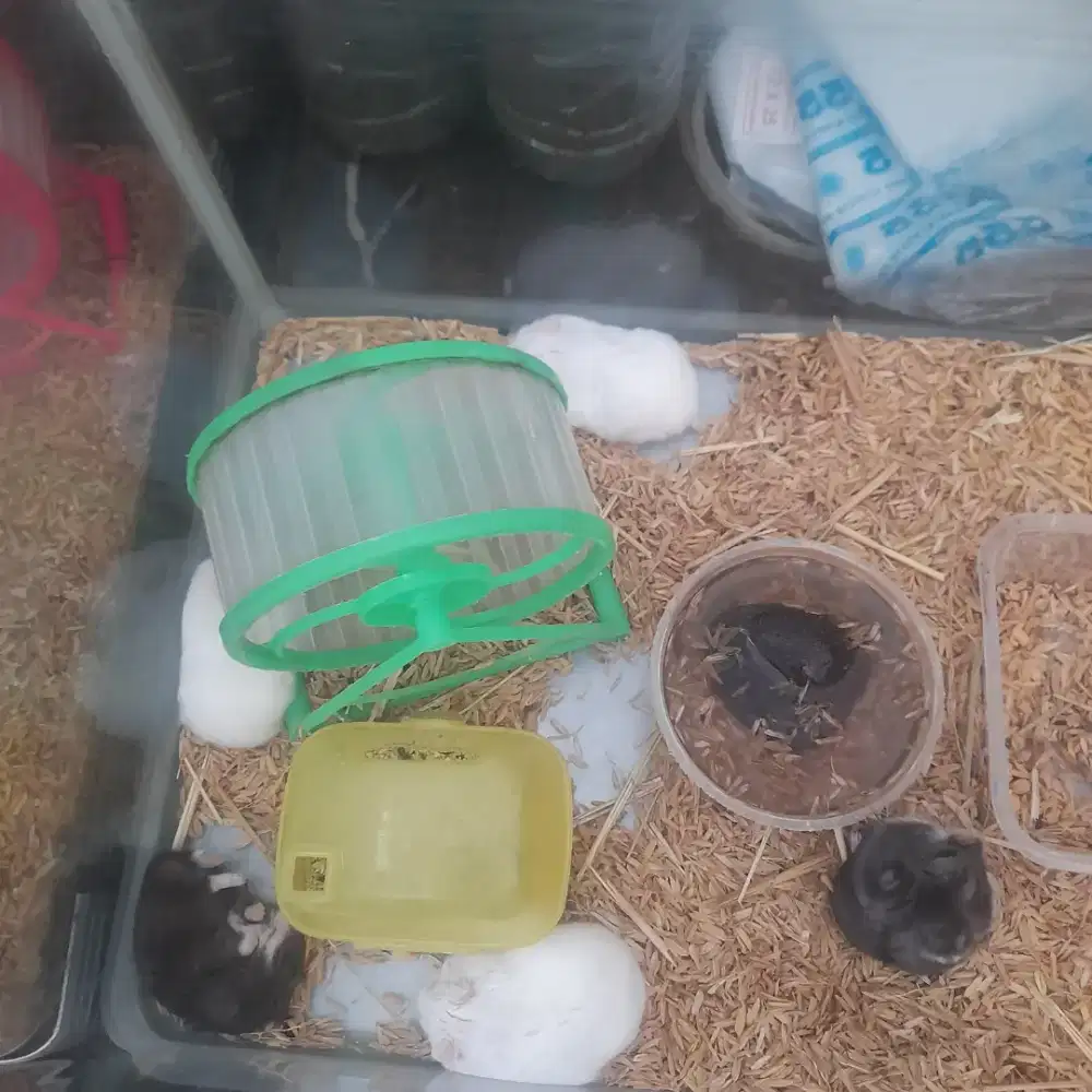 Hamster campbel rawatan pribadi