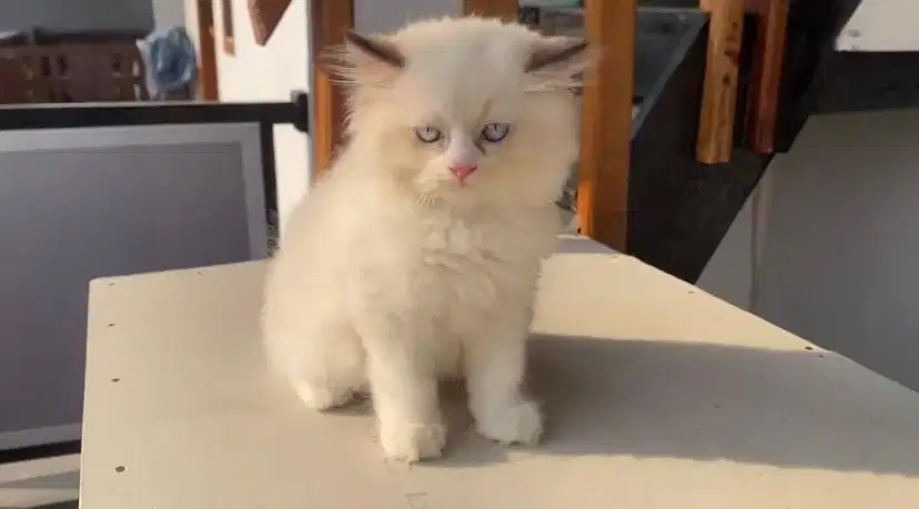 RAGDOLL BETINA 3 BULAN
