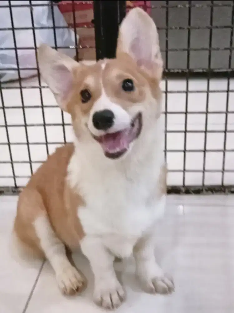 Jual corgi betina