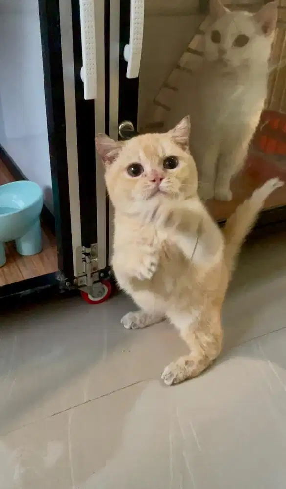 BSH Male 3 bulan red ginger pedigree