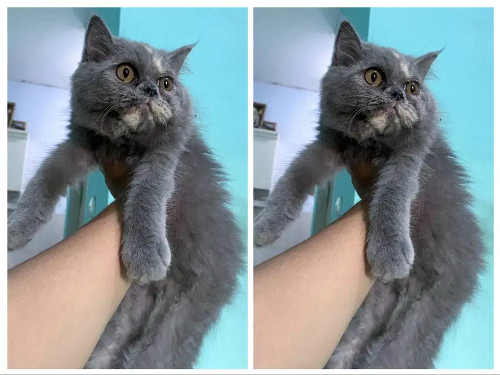 Kucing kitten British longhair Bluetortie Betina Gembul