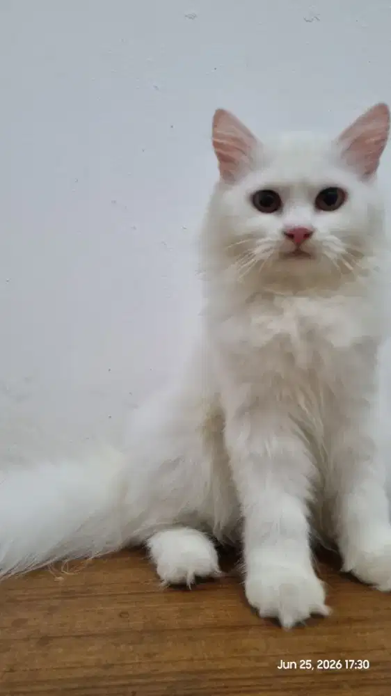 Lepas Adopt Kucing Persia