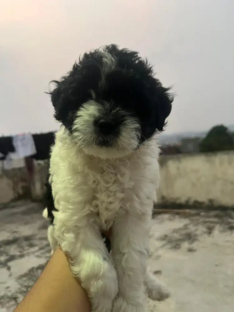 Shih Tzu Mix pudle