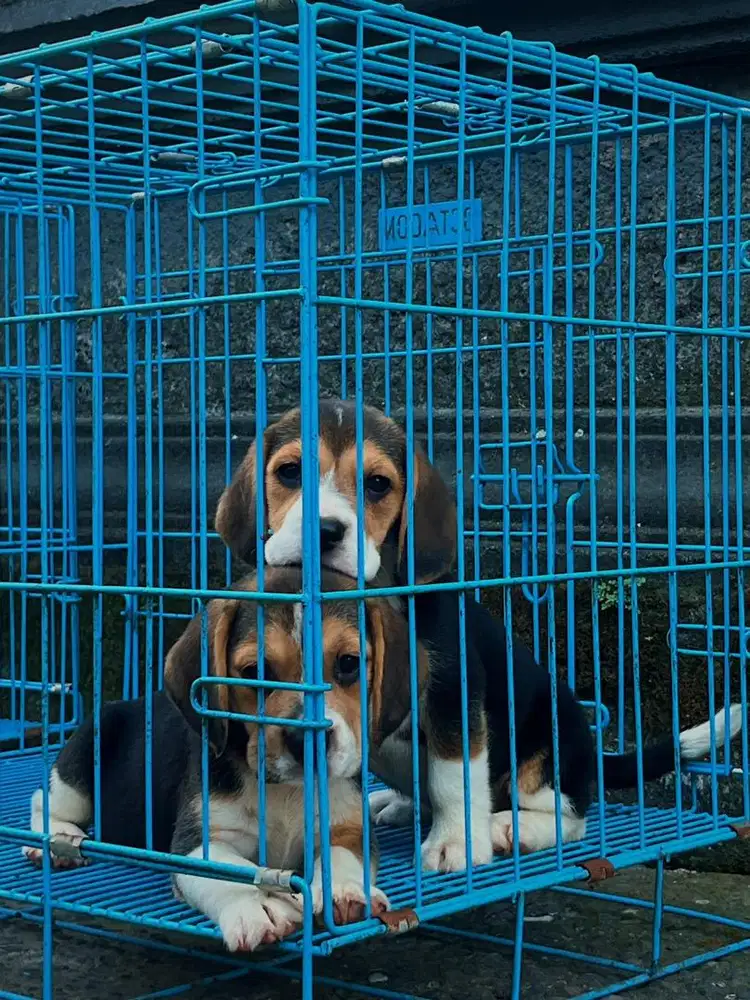 Beagle puppy Good quality