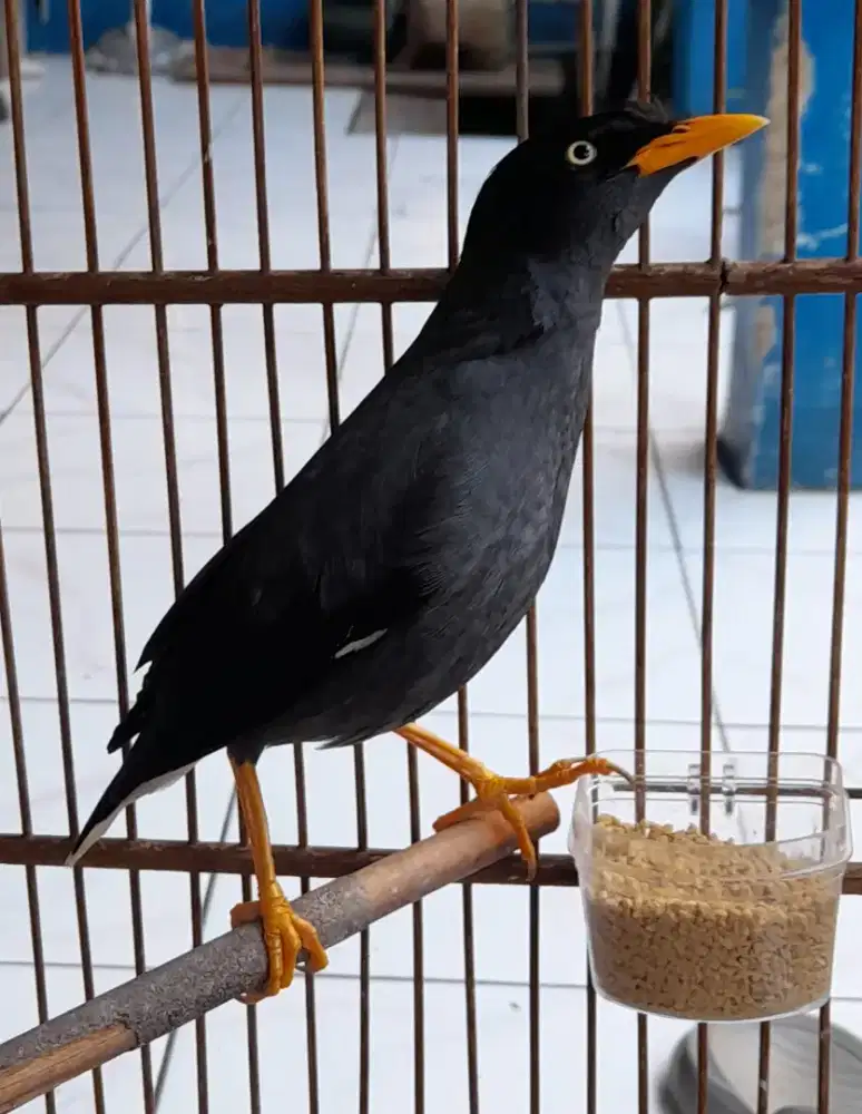 Jalak kebo mata putih