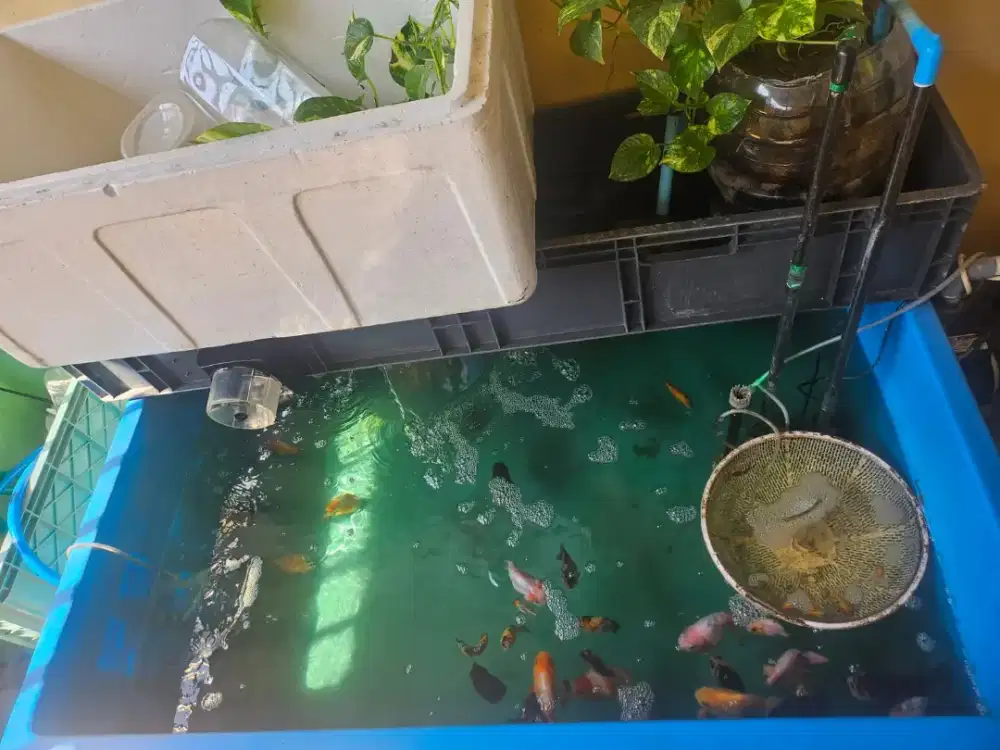Dijual Bak Kolam Ikan dan Perlengkapannya
