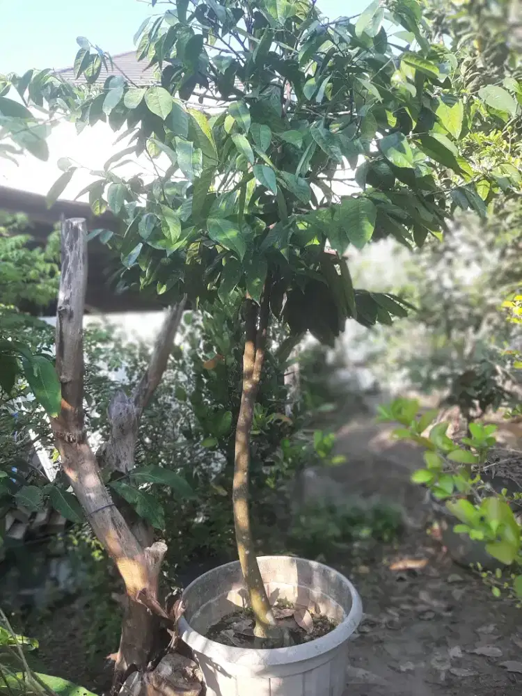 Pohon Duku Malaysia