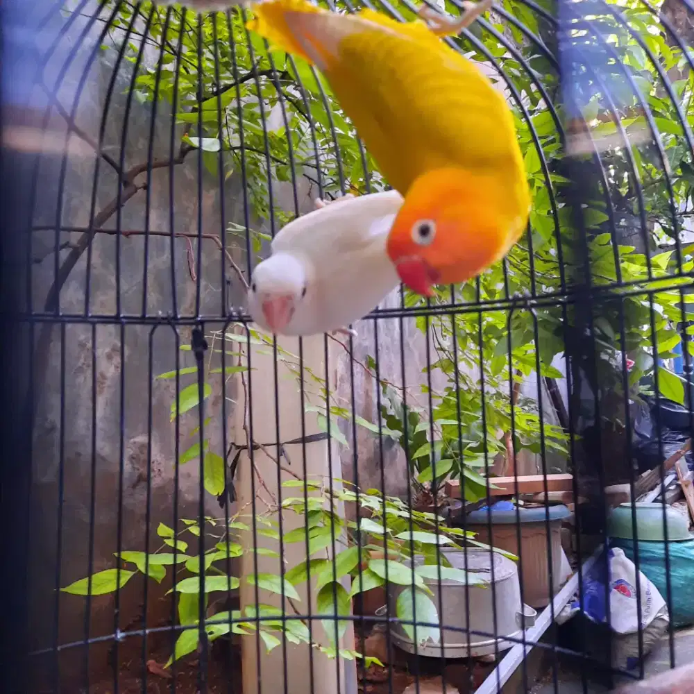 Sepasang lovebird lutino dan albino remaja