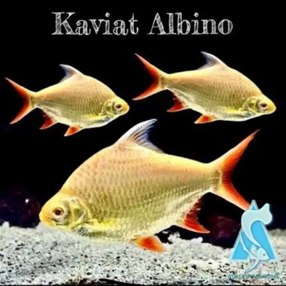 JUAL KAVIAT ALBINO