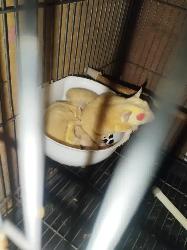Sugar glider creamino indukan Gendong anak