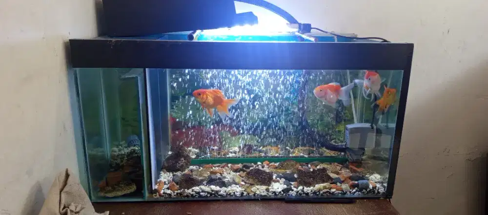 Jual ikan koki dan aquarium