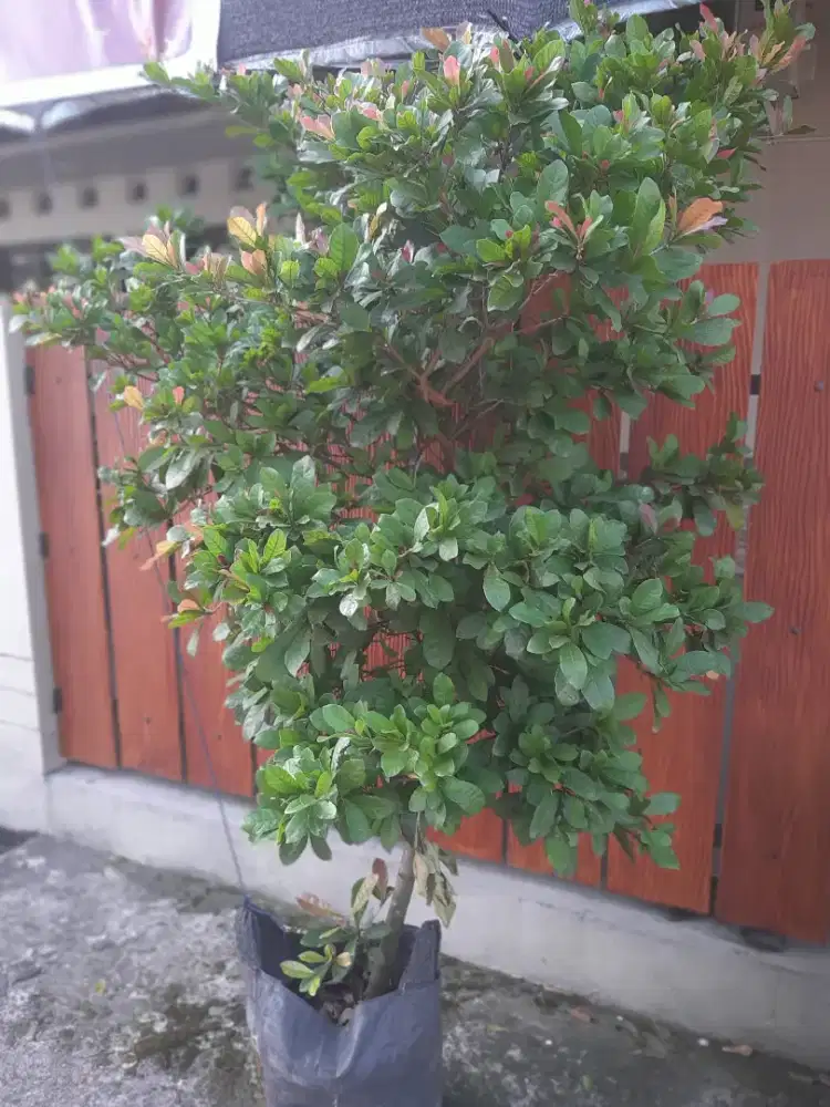 Pohon Buah Miracle
