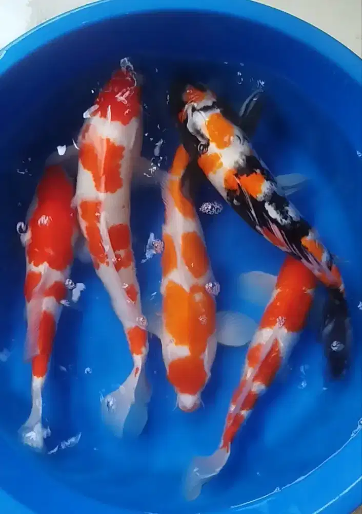 Ikan Koi Jumbo 41-50 cm kohaku showa