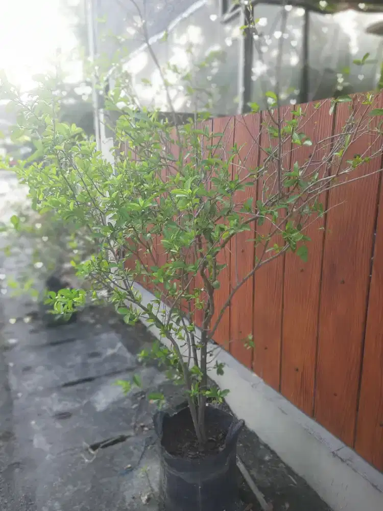 Pohon Ceri Vietnam