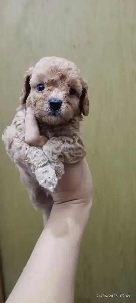 Toy poodle jantan dan betina