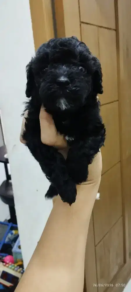 Toy poodle jantan dan betina