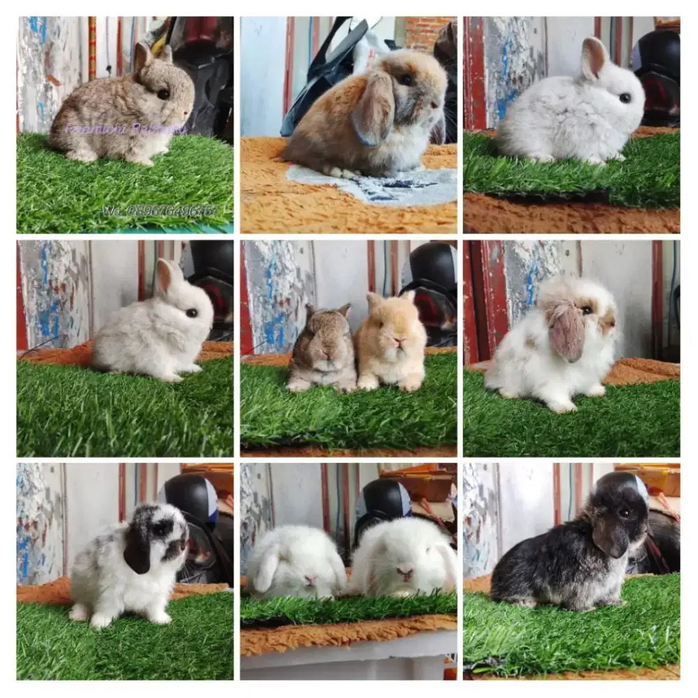 Peternakan kelinci