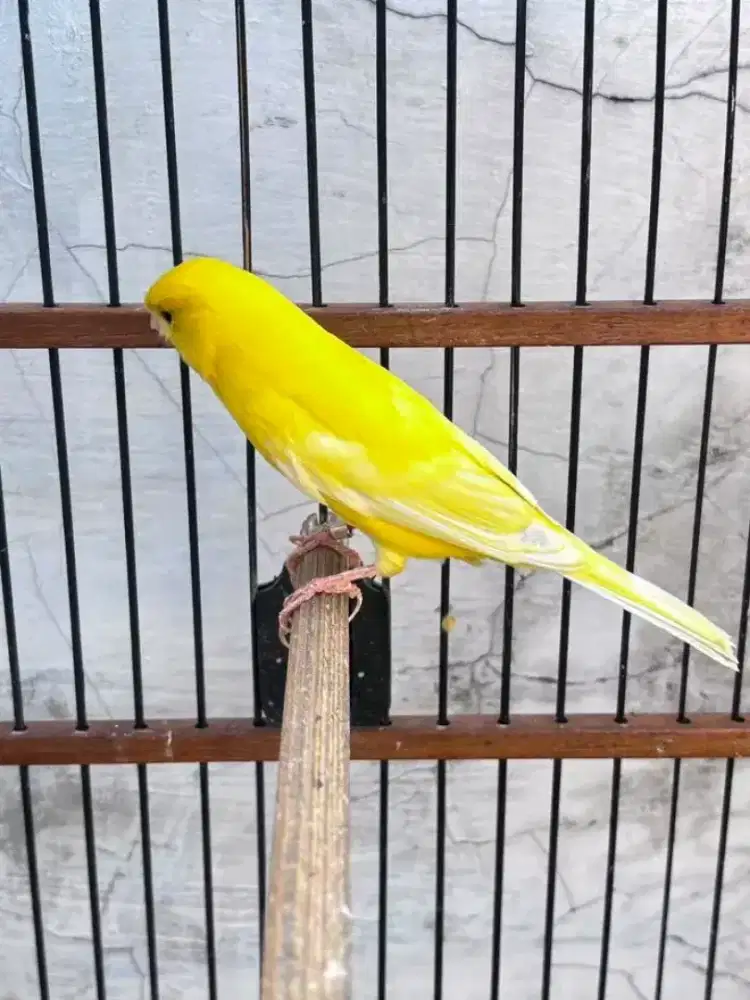 kenari af kuning stabilo gacor atas bawah