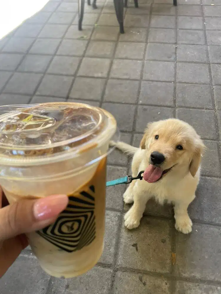 Anjing golden retriever betina tulang besar