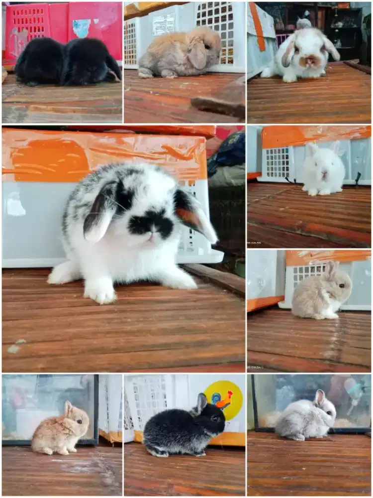 Peternakan kelinci