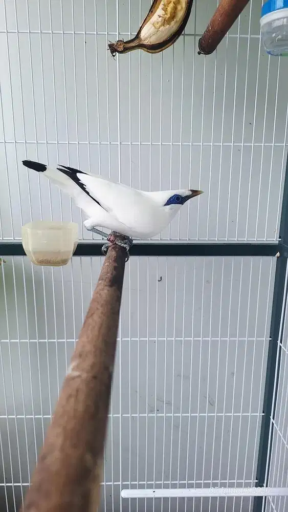Burung jalak istimewa