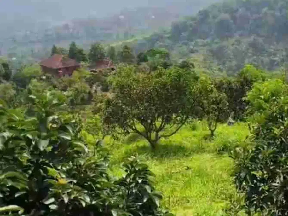 di jual kebun durian shm akses truk di kalapanungal sukabumi