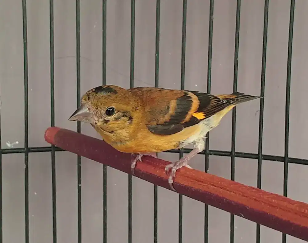Red siskin klasik paud jantan